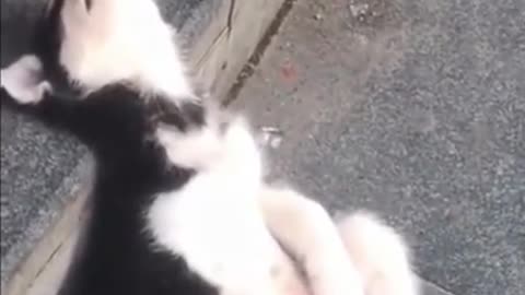 Try Not To Laugh - Funny Dogs Videos Compilation - Adorable Dogs 🐶