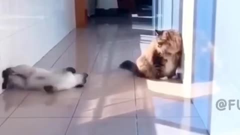 Funny Cat | MUST SEE!!!