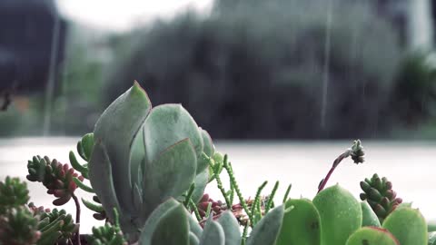 Gentle Rain For Relax, Sleep Or Study