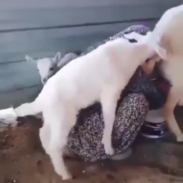 Animaux animal funny funny