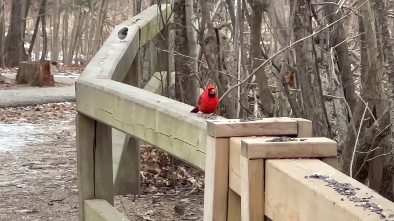 Cardinals are getting very feisty as of late.