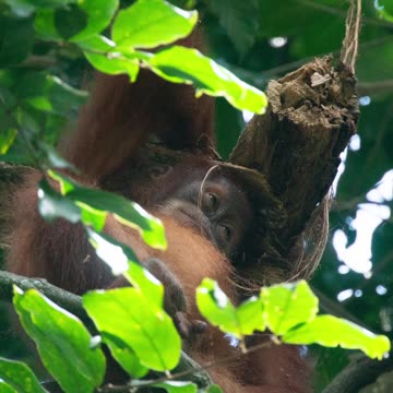 😍 CUTE BABY ORANGUTAN USING WOOD AS HAT 🤣