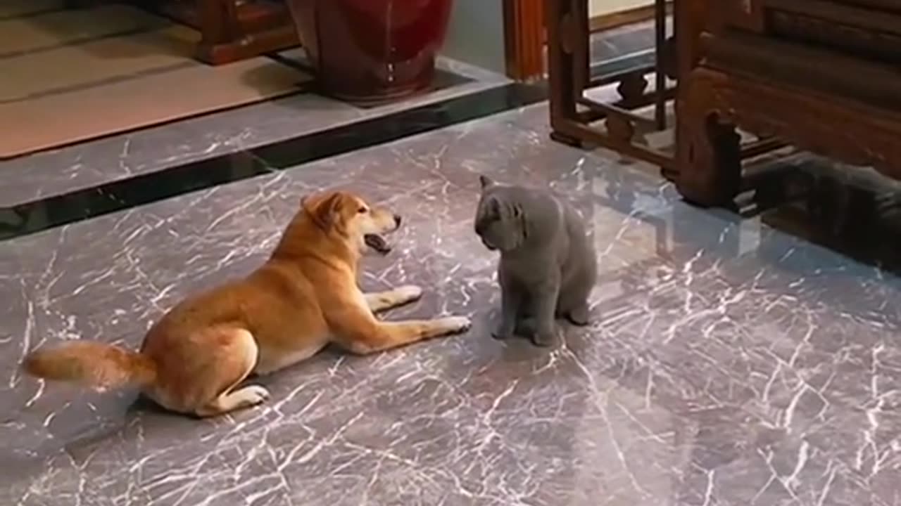 Cat & Dog funny videos 01 #fact #cat #funny cat #cat lover