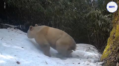 Extremely rare albino panda bear seen on infrared cameras