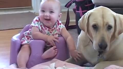 yellow lab and baby pt 2