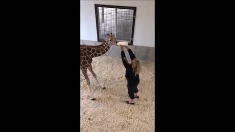 Cutest Compilation (2021) - Baby Giraffes Are Awkward