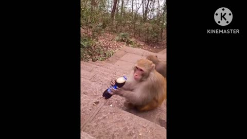 funny animals video