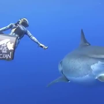 20FT LONG WHITE SHARK