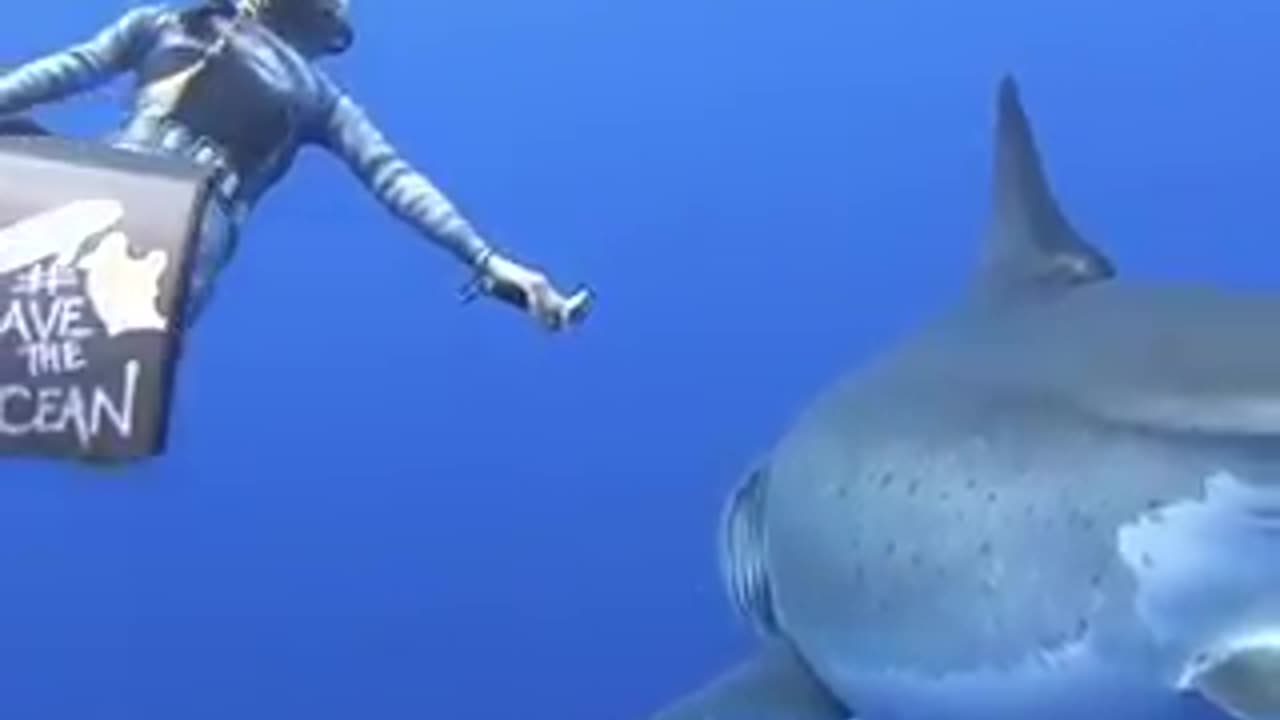 20FT LONG WHITE SHARK