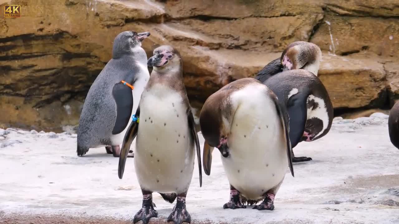 Do the Penguin Walk