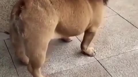 Funny Dog video