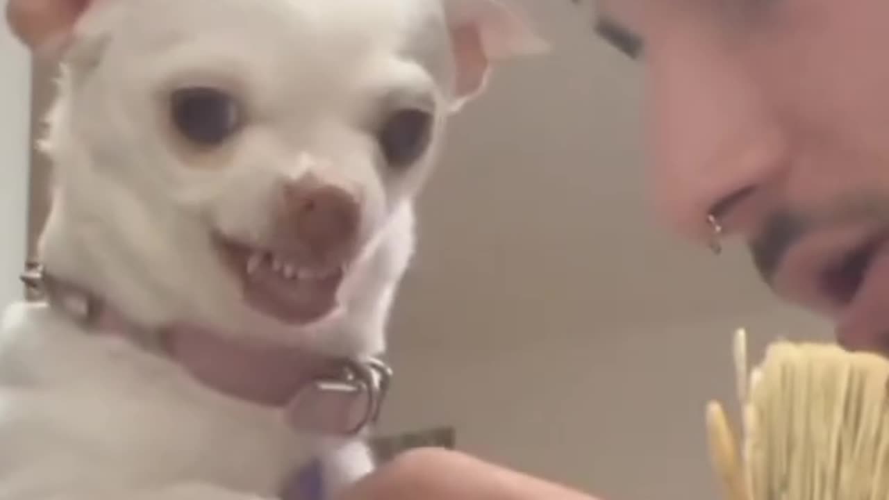 Nikki dog funniest video ever
