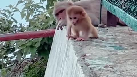 Monkey funny moments 🤣🤣