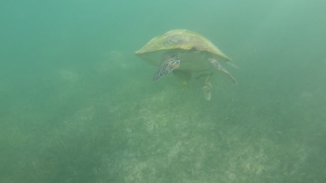 Sea turtles swimming in the sea.