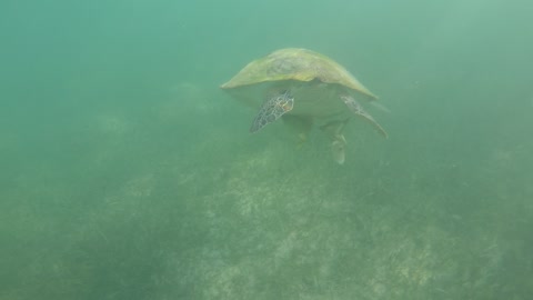 Sea turtles swimming in the sea.