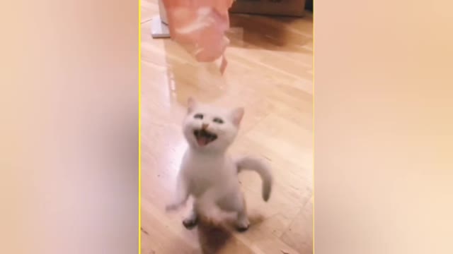 This_cat_is_funny_#shorts_#cat and Funny training videos