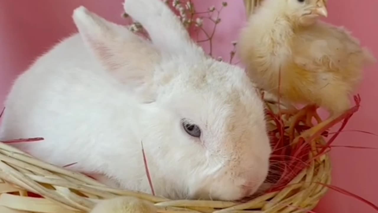 Cute rabbit with chicks