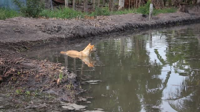 Funny dog!