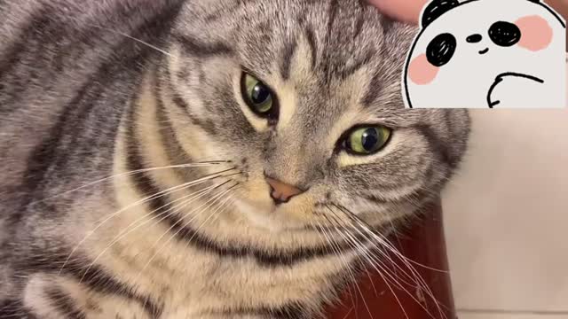 Cat funny video collection 1