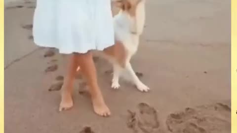 THE DOG DANCE ON THE BEACH FOLLOWING BEAT