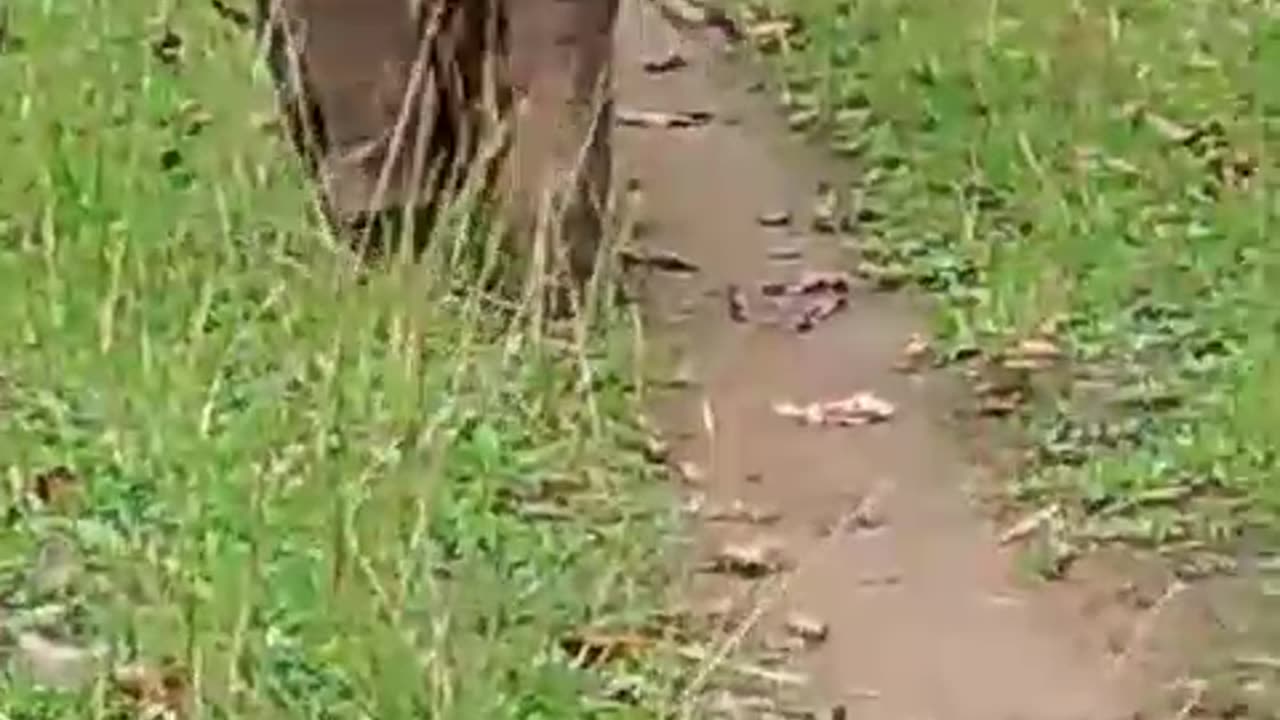 #funny elephant#kid playing with village boy