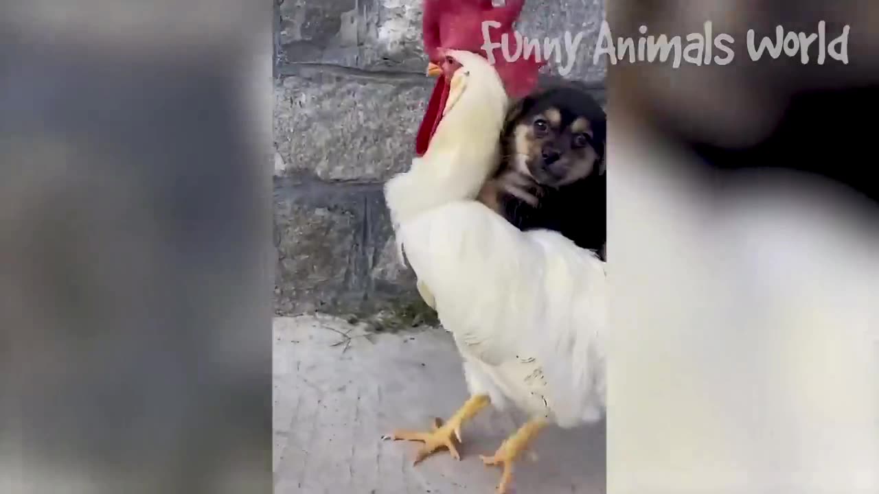 funny animals