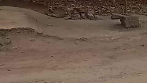 Free food monkey bajar in India