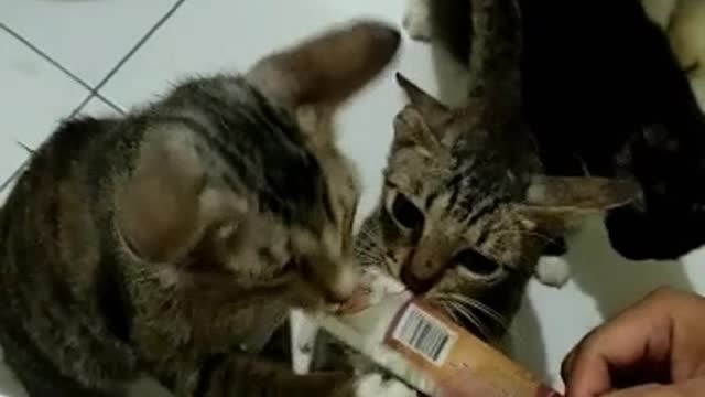 Feeding cat