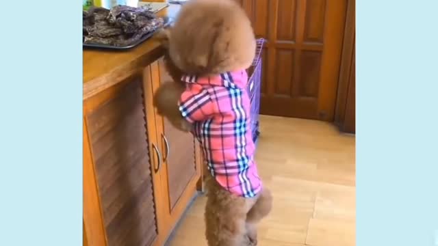 Hilarious dog video