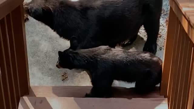 Bear Family Investigates Vacationers Car