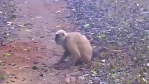 monkey