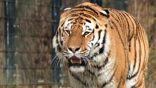 Bengal Tiger Roar and Grooming - HD Video