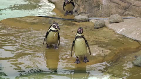 Cute pinguins - Wild life - Adorable animals