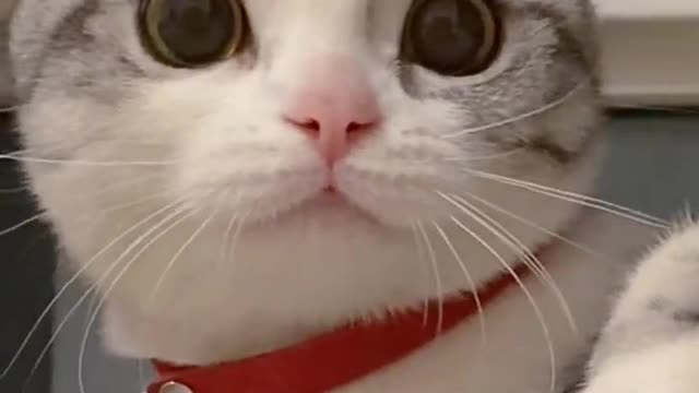 Who doesn't love such a cute cat?