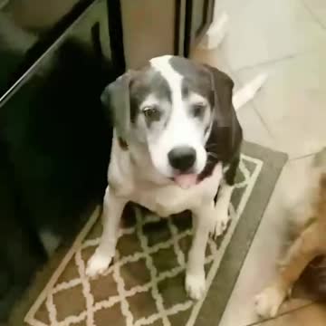 Dog catching pancakes like a ball.