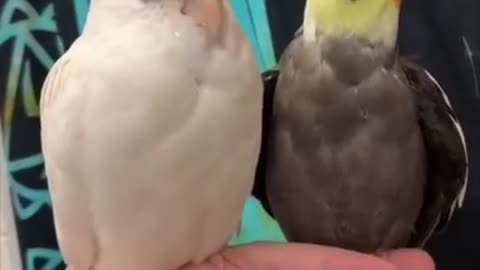 Bird Side Of TikTok