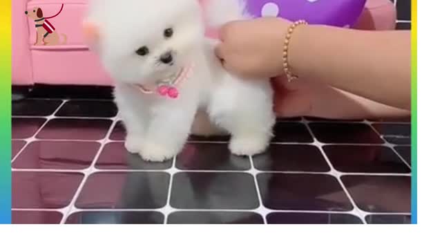 Cute and fanny dog's video