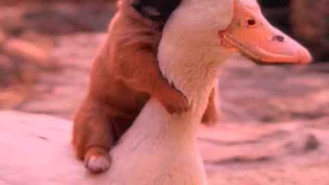 So cute animals #Animals #dog #cat #duck #monkey #adoremonkey #Monkey Animals9