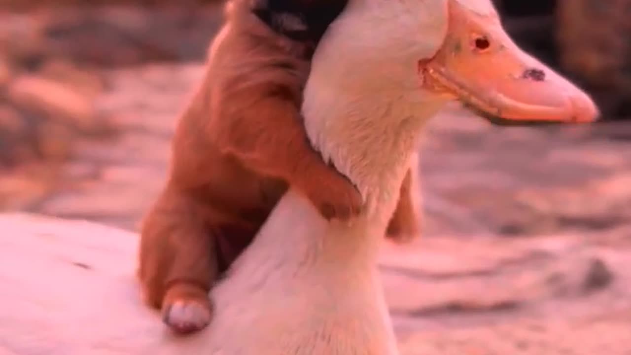 So cute animals #Animals #dog #cat #duck #monkey #adoremonkey #Monkey Animals9