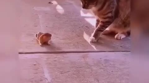 funny animal videos