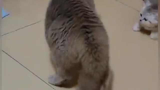 Cat is Funny Don't Fuck with My Child