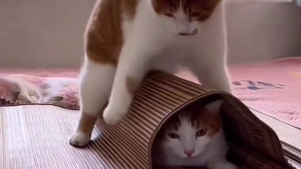 Funny cat