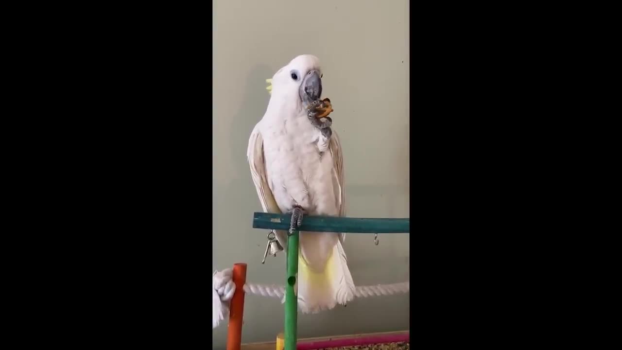 Parrot Being Dramatic & Weird For 14 Minutes