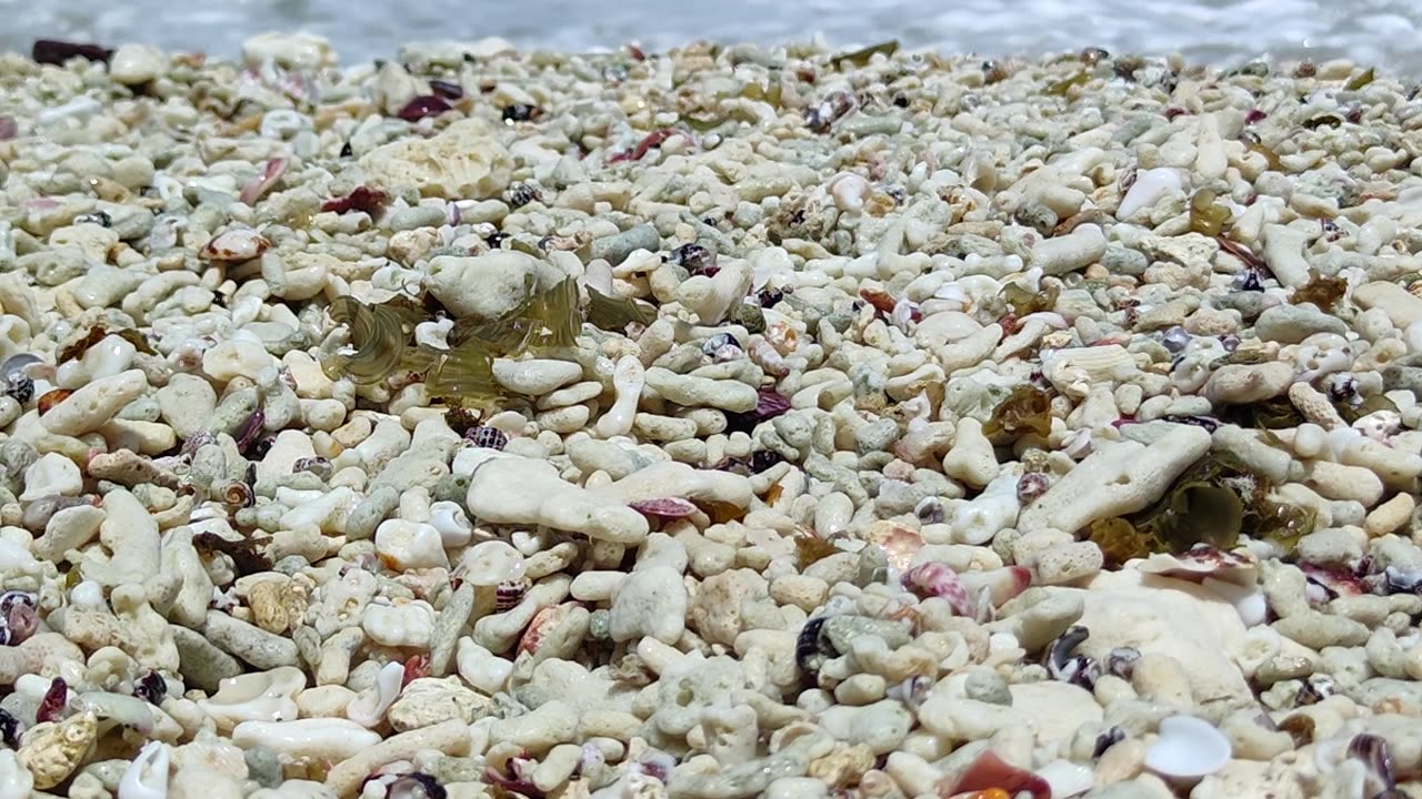 BEAUTIFUL SHELVES ON THE BEACH