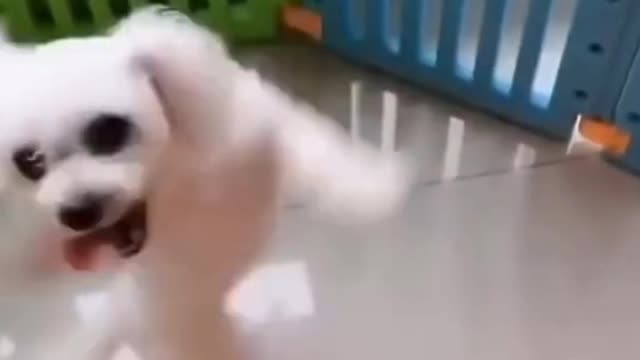 Puppies Funny Dance