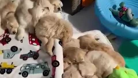 So Many Golden Retriever Puppies Sleeping!