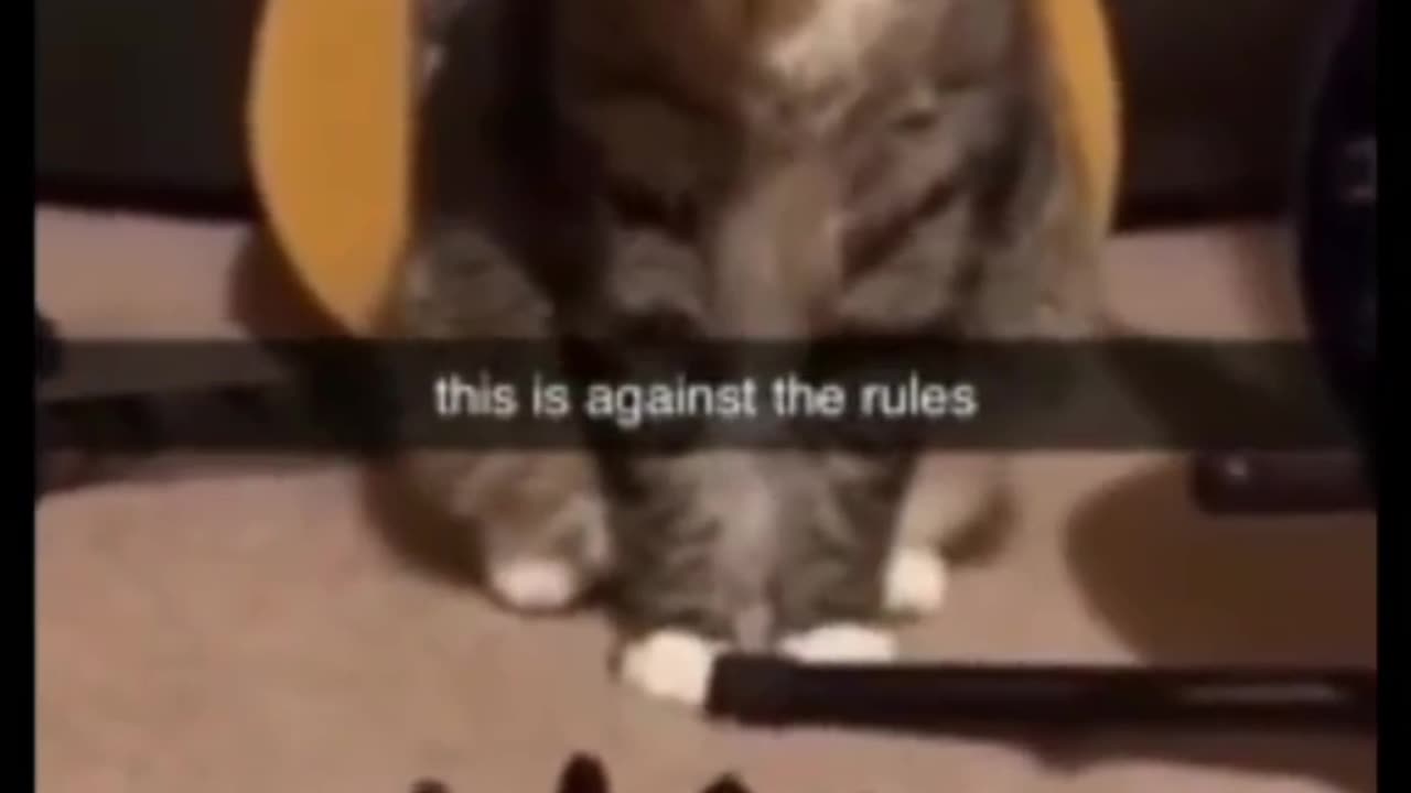 There are no rules for the cat😂