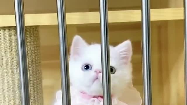 OMG So Cute Cats ♥ Best Funny Cat ❤️🐈Videos 2021 #shorts