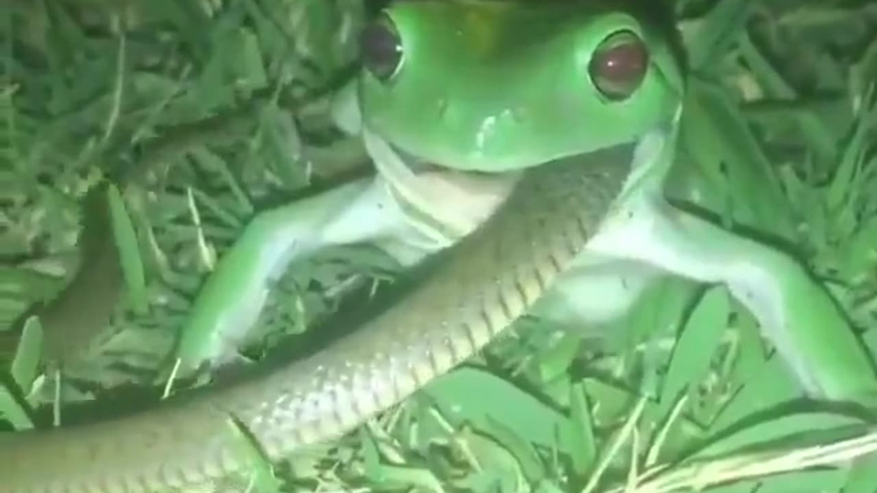 Is Frog can eat Snack?