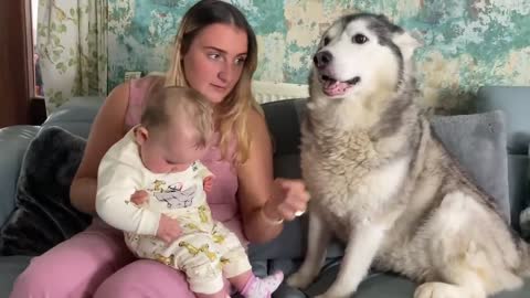 Husky Thinks She's My Babies Mum!.